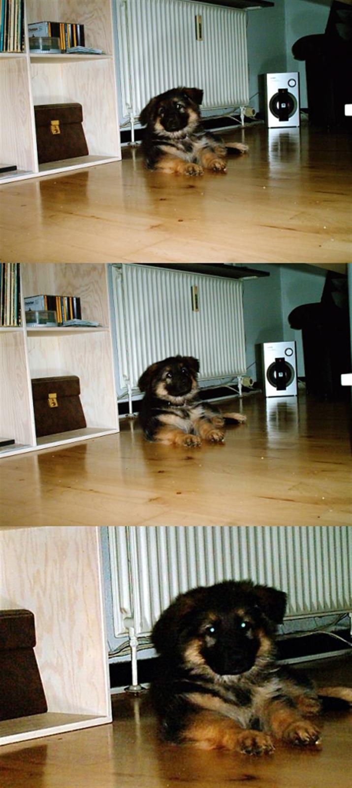 Schæferhund Zita <3 - Zita som 9-10 ugers gammel valp :) billede 5