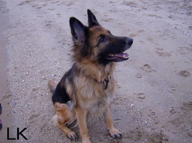 Schæferhund Zita <3 - På stranden :) billede 8