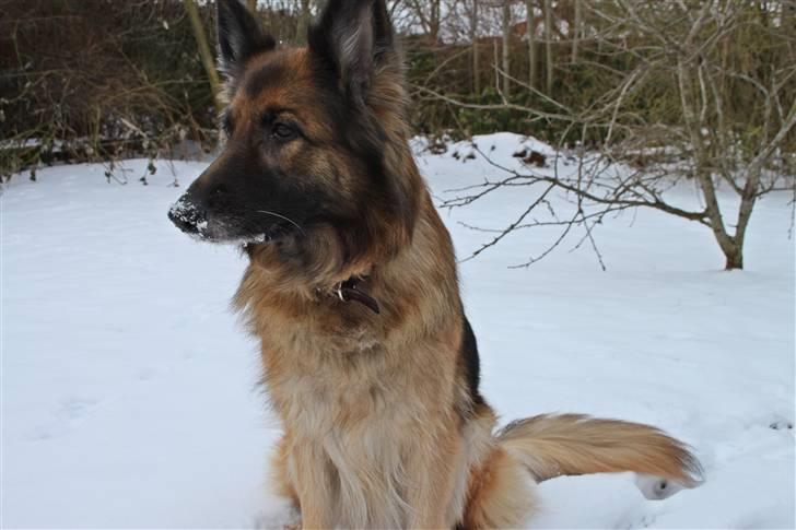 Schæferhund Zita <3 - Nyt d 23/02/2011 billede 10