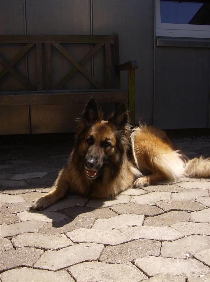 Schæferhund Zita <3 - Udenfor i gården. varm sommerdag midt i juni :) billede 12