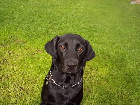 Labrador retriever Bella - kigge kigge kigge billede 19