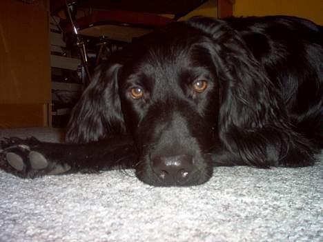 Blanding af racer Basse - 24. November 2005 billede 1