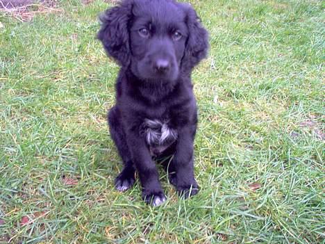 Blanding af racer Basse - 1. Januar 2005. Baby Basse billede 2