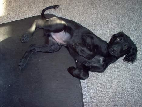 Blanding af racer Basse - 5. Febuar 2005 billede 3