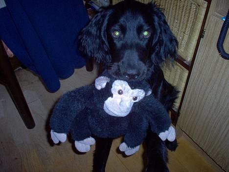 Blanding af racer Basse - 14. April 2005. Basse med sin abe som var hans første bamse billede 4