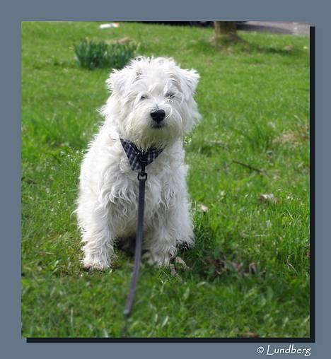 West highland white terrier Chewbacca - Chewbacca 6 mdr gammel - April 2006 billede 11