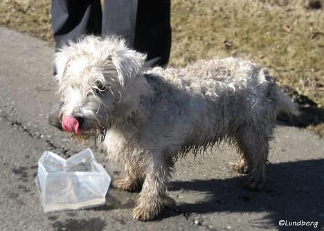 West highland white terrier Chewbacca - 19. marts - En træt, tørstig og ikke mindst BESKIDT Chewbacca efter "hvalpemotivation"  billede 12