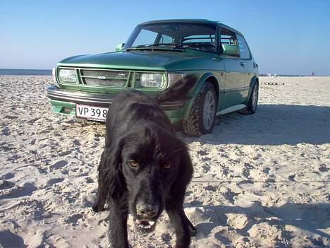 Blanding af racer Basse - 3. September 2005. Ved Vejers strand. Basse passer på min racer... billede 5