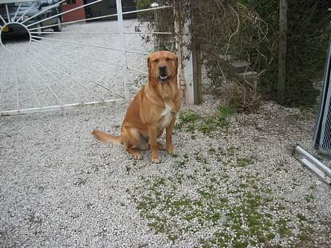 Labrador retriever victor - her er Victor min dejlige hund billede 1