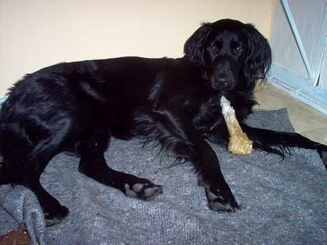 Blanding af racer Basse - 24. Oktober 2005. Basses 1 års fødselsdag billede 6