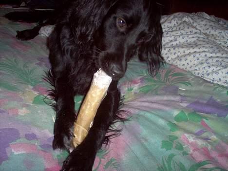 Blanding af racer Basse - 24. Oktober 2005. Basses 1 års fødselsdag billede 7