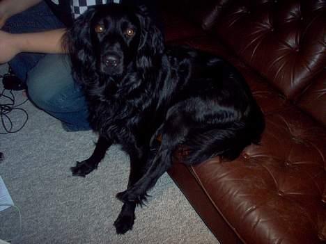 Blanding af racer Basse - 14. December 2005. Basse sidder pænt på sin ende i sofaen :) billede 8