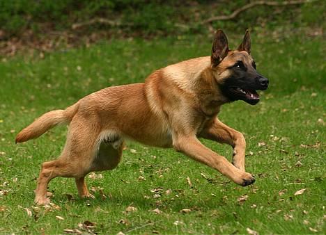 Malinois IPO3 Vandalen´s Iroc - over regnbuen  - Iroc 7 mdr. Foto: Eva Bjerg billede 1