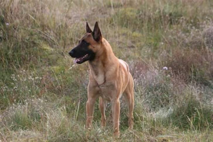 Malinois IPO3 Vandalen´s Iroc - over regnbuen  - Oktober 07 på en dejlig tur på stranden billede 3