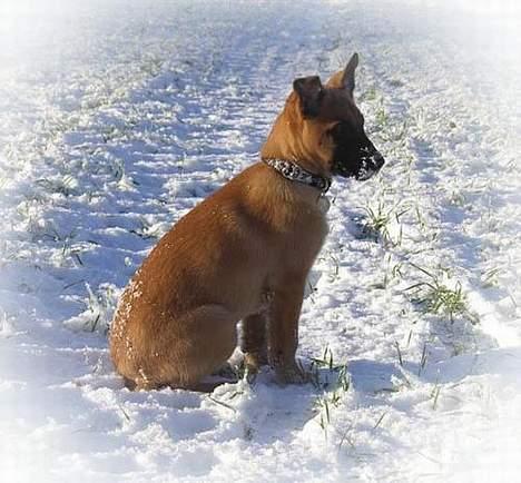 Malinois IPO3 Vandalen´s Iroc - over regnbuen  - Minder lidt om en Amstaff her :o) billede 4
