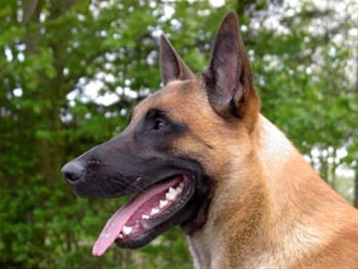 Malinois IPO3 Vandalen´s Iroc - over regnbuen  - Maj 07 billede 5