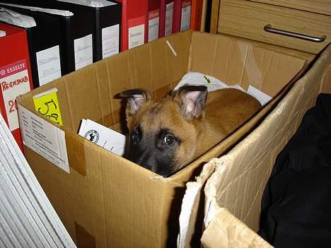 Malinois IPO3 Vandalen´s Iroc - over regnbuen  - Han var ikke særligt stor i starten .... billede 6