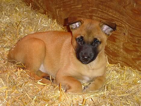 Malinois IPO3 Vandalen´s Iroc - over regnbuen  - 7 uger - den dag jeg valgte ham i kuldet billede 7