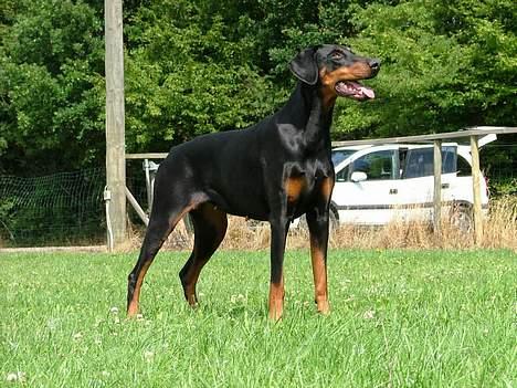 Dobermann Nobles Devil Garden*R.I.P billede 1