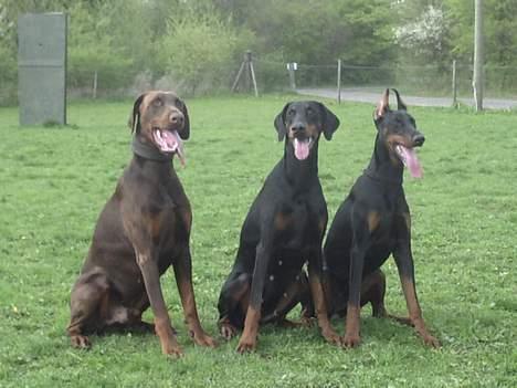 Dobermann Nobles Devil Garden*R.I.P billede 2