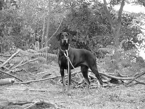 Dobermann Nobles Devil Garden*R.I.P billede 3