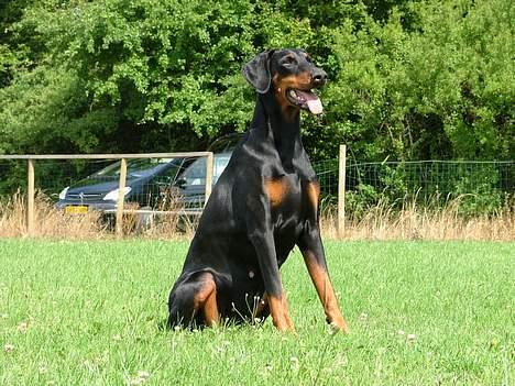 Dobermann Nobles Devil Garden*R.I.P billede 4