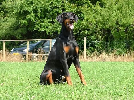 Dobermann Nobles Devil Garden*R.I.P billede 5