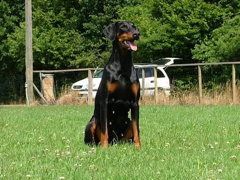 Dobermann Nobles Devil Garden*R.I.P billede 6