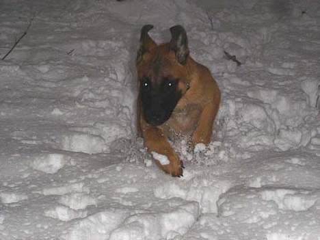 Malinois IPO3 Vandalen´s Iroc - over regnbuen  - Nytårsaften i sneen ... billede 8