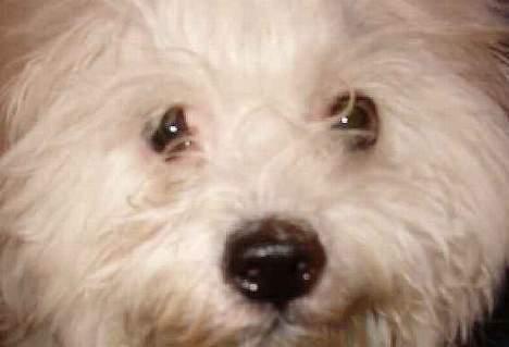 Coton de tulear Mauritz billede 1