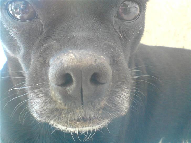 Blanding af racer Molly R.I.P - Ja gu er jeg da smuk ;) billede 2