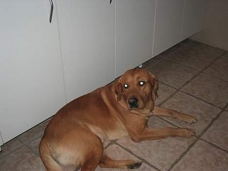 Labrador retriever victor - han ligger på gulvet billede 2