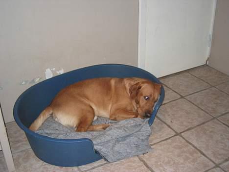 Labrador retriever victor - Her ligger han i sin kurv billede 3