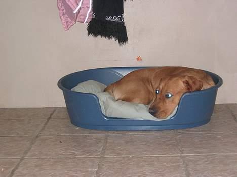 Labrador retriever victor - her kan victor høre sin søn balder gø..... billede 4