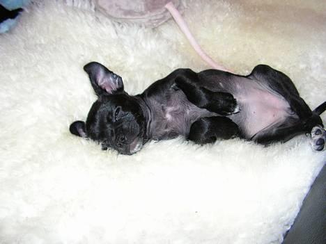 Blanding af racer Molly R.I.P billede 3