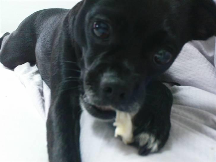 Blanding af racer Molly R.I.P - Billede...? Nu? Jamen ...  billede 4