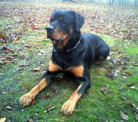 Rottweiler Budda billede 16