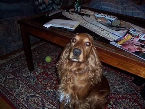 Cocker spaniel zenta - zenta er fotogen i dag.. hehe... billede 1