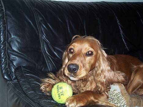 Cocker spaniel zenta - igen med sin bold... billede 3