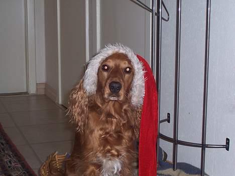 Cocker spaniel zenta - glædelig jul fra zenta..... billede 4