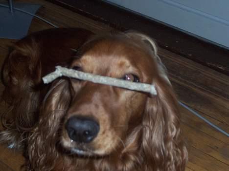 Cocker spaniel zenta - her er hendes tricks... som hun er stolt af......... billede 6