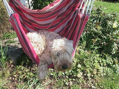 Irish softcoated wheaten terrier Zimba - Dase i en hængekøje - herlig sommerdag billede 1