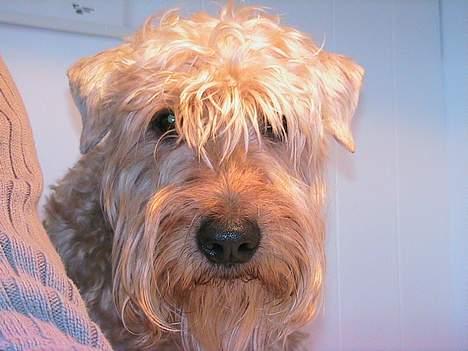 Irish softcoated wheaten terrier Zimba - Hej Hej  billede 2