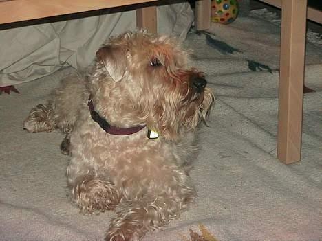 Irish softcoated wheaten terrier Zimba - herfra holdes der øje med at alle i flokken er hvor de skal være... billede 3