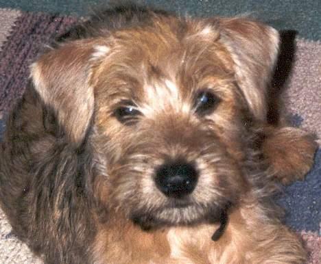 Irish softcoated wheaten terrier Zimba - Zimba som hvalp billede 4