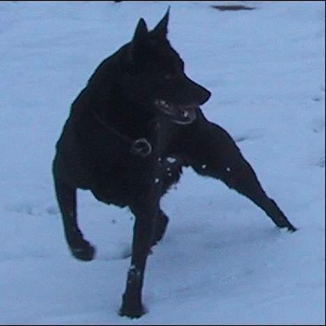 Australsk kelpie St. Torøje´s Kia - Kia er klar billede 11