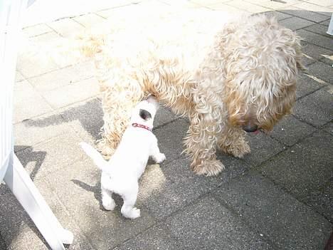 Irish softcoated wheaten terrier Zimba - Her tror Zimba han er blevet mor og hvalpen Tilde tror hun har fundet sin mor igen billede 5