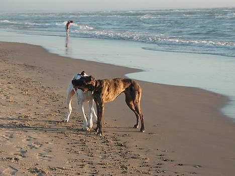 Grand danois Carla himmelhund - skøøønntt at lege med min søster, en sommeraften på stranden... billede 15