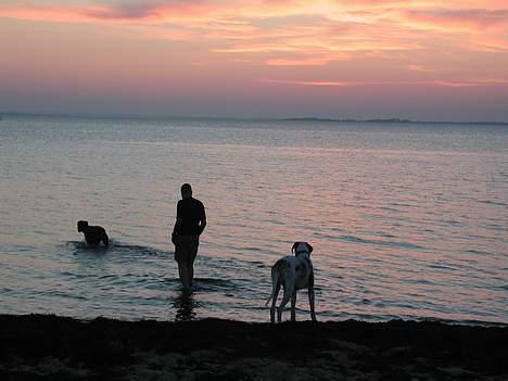 Grand danois Mona himmelhund - nixen....jeg går ikke i vandet, når jeg ikke kan se bunden.... billede 11
