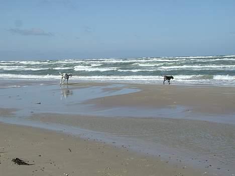 Grand danois Mona himmelhund - JUBBBIIIII ...sommer...vand og sand.... billede 12